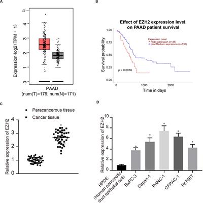 LncRNA-BLACAT1 Facilitates Proliferation, Migration and Aerobic Glycolysis of Pancreatic Cancer Cells by Repressing CDKN1C via EZH2-Induced H3K27me3